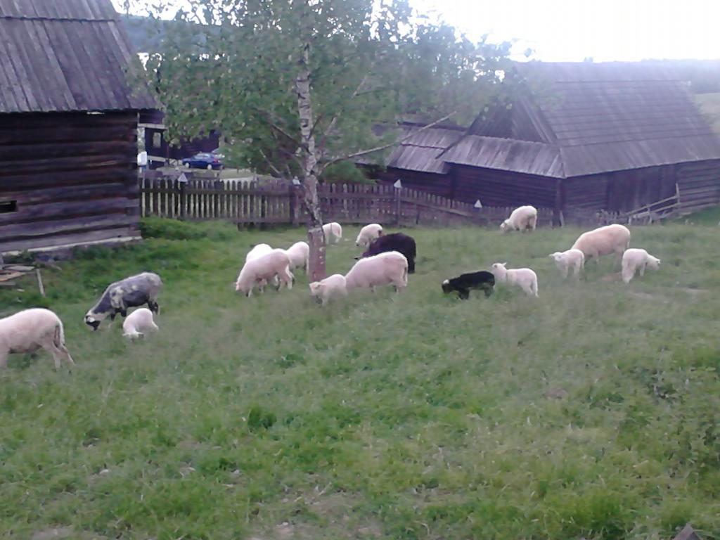 Chatki Qdlatki Клюшковце Экстерьер фото